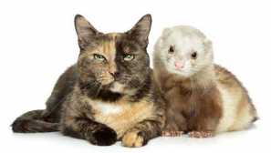 Kako pomagati cat in cat in ferre: značilnosti skupne vsebine